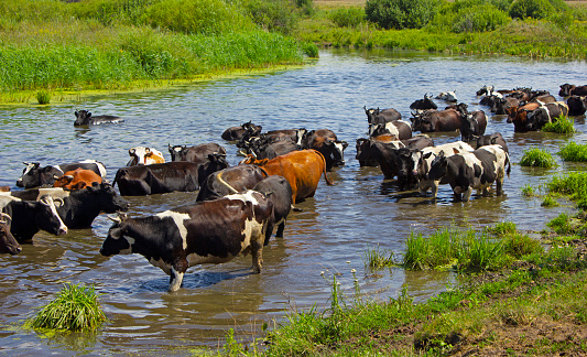 Cows wade cross the river in the countryside