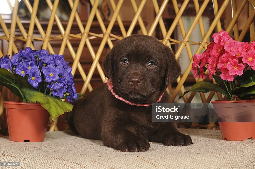 Little labrador Filhote de retrato - Foto de stock de Animal royalty-free