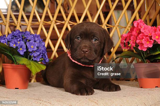 Foto de Little Labrador Filhote De Retrato e mais fotos de stock de Animal - Animal, Animal de estimação, Azul