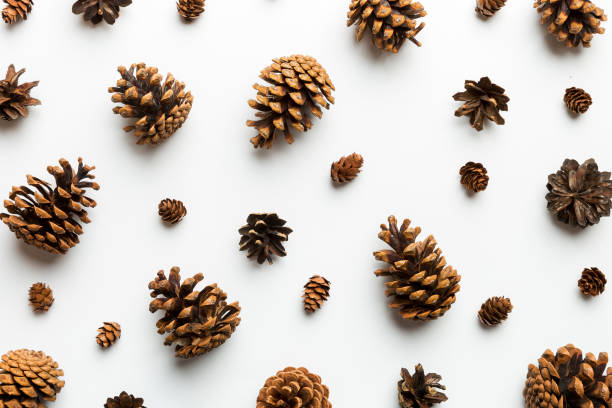 istock pine cones on colored table. natural holiday background with pinecones grouped together. Flat lay. Winter concept 1425328560