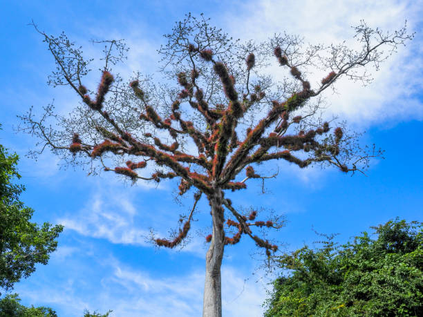 Large Ceiba Tree in Tikal National Park, Guatemala