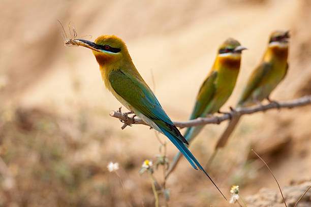 Blue-tailed bee-eater (Merops philippinus) Blue-tailed bee-eater (Merops philippinus) bee eater stock pictures, royalty-free photos & images
