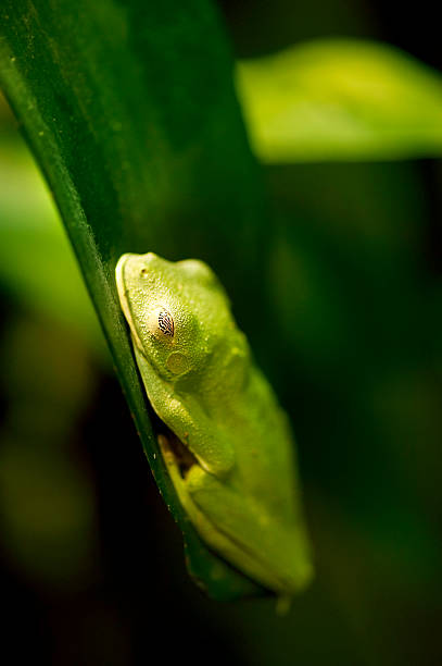 Black eyed Leaf Frog (Agalychnis moreletii) stock photo