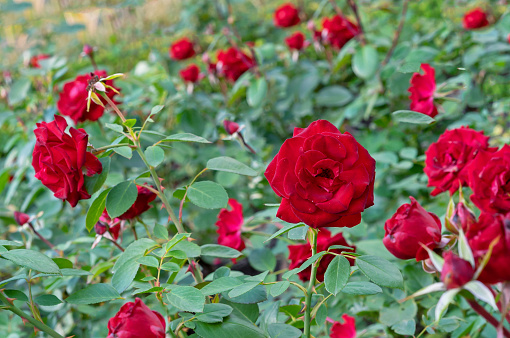 Red velvet roses bloom in summer in the rose garden.