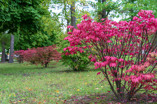 Winged spindle with pink leaves or euonymus alatus. Decorative pink shrub in the autumn garden.