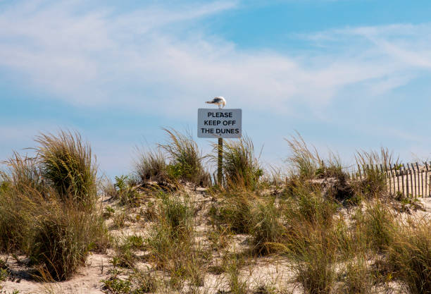 istock Seagull standing on a please keep off the dunes sign 1425331289