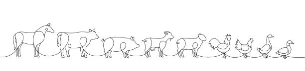 satz nutztier eine zeile. silhouetten von pferd, kuh, schwein, ziege, schaf, huhn, hahn, ente, gans. nutztiere einzeilige illustration. - livestock isolated young animal chicken stock-grafiken, -clipart, -cartoons und -symbole