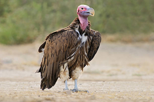 1,000+ Nubian Vulture Stock Photos, Pictures & Royalty-Free Images