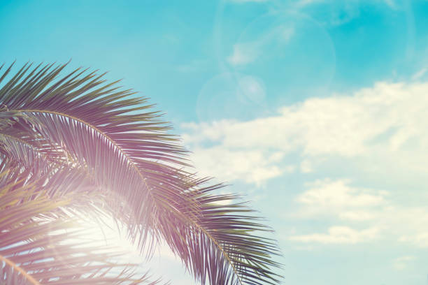 istock Tropical palm tree in sunlight on blue sky with clouds, abstract background. Summer vacation, travel concept 1425340064