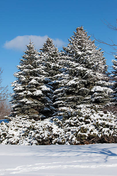 Snow Covered Trees stock photo