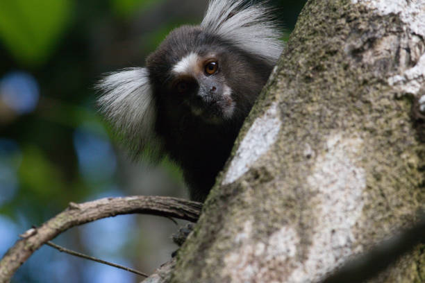 1,300+ Callithrix Photos Stock Photos, Pictures & RoyaltyFree Images