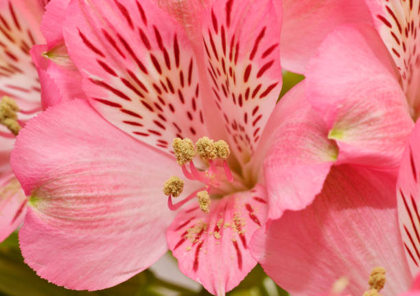 Beautiful alstroemeria flower in details