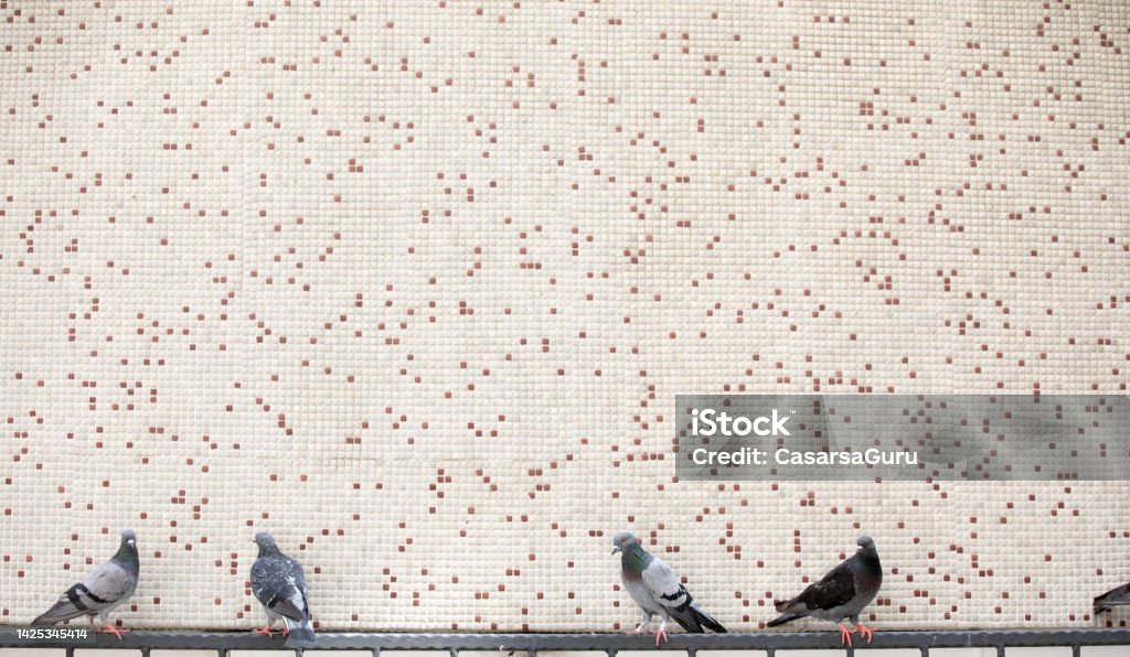 Pigeons resting against a wall Bird Stock Photo