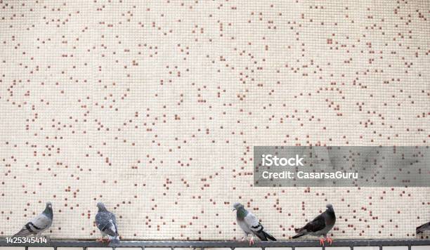 Pigeons Resting Against A Wall Stock Photo - Download Image Now - Bird, City, Perching