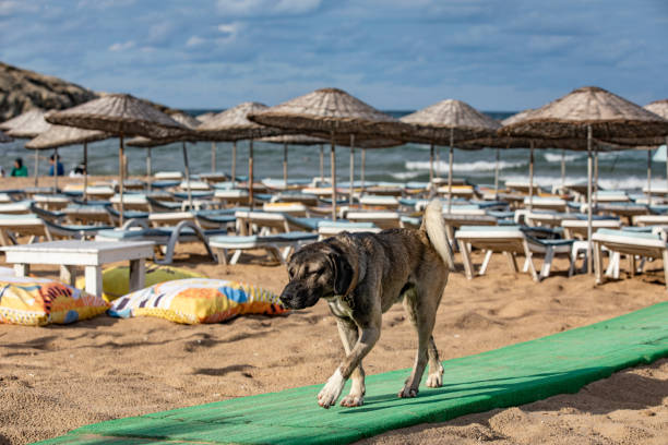 Stray dog on the beach
