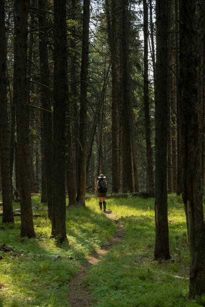 istock Female In Sunny Patch Hikes In Tall Pine Forest 1425347087
