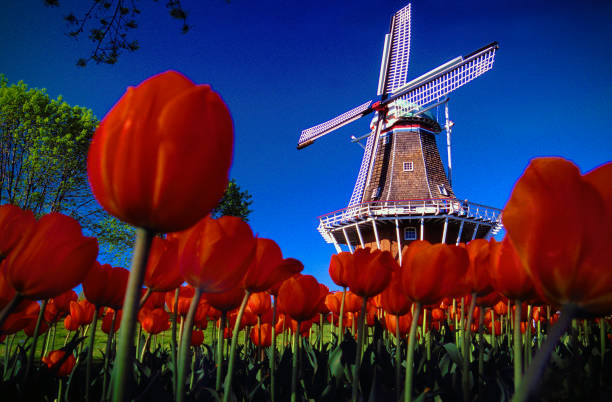 De Zwaan Windmill , Holland, MI stock photo