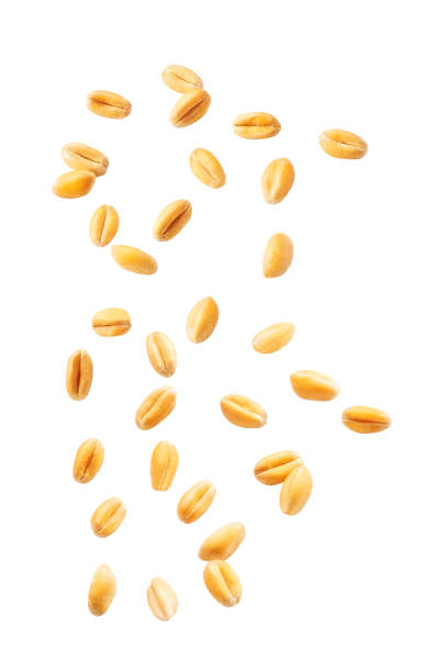 istock Falling wheat grains isolated on white background with clipping path, close-up. 1425347433