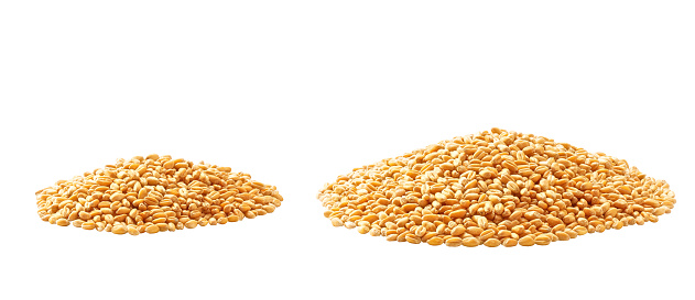dry wheat grains isolated on white background. Pile dry couscous isolated on white background.