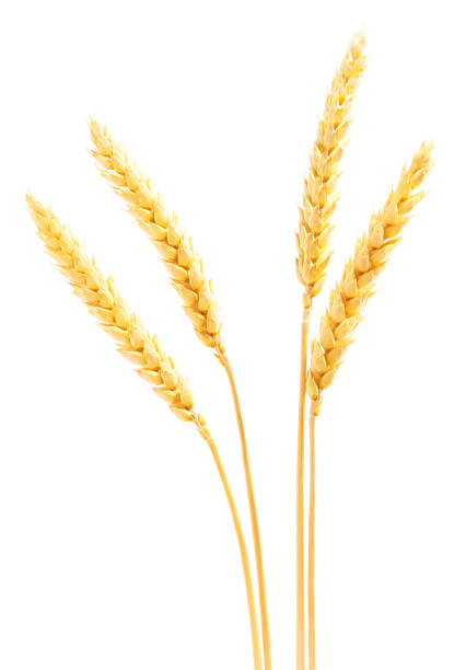 istock set of wheat ears isolated on a white background. 1425347463