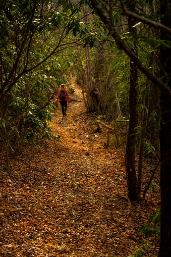 Hiker Passes Through Rhododendron Grove in late fall in the Smokies