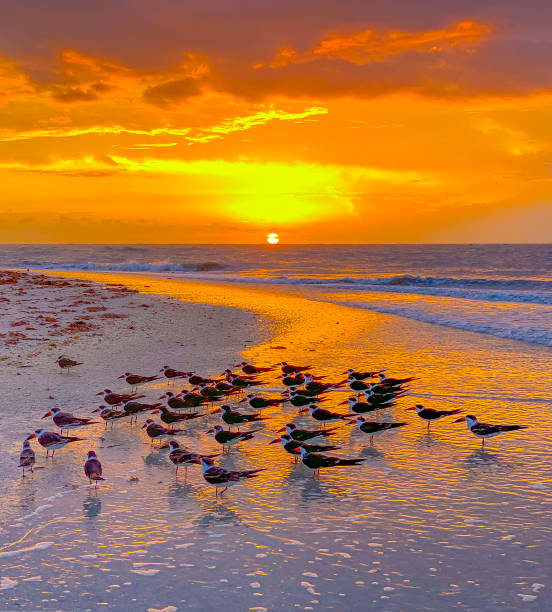 istock Lovers Key,Ft Myers Beach Black Skimmers 1425349133