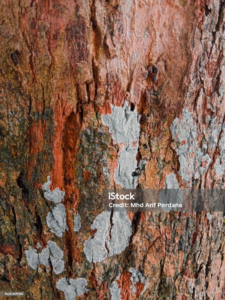Embossed Bark texture of old tree wood pattern detail, macro photography. Nature Panoramic photo of the tree texture surface abstract background, use for natural texture tree background Abstract Stock Photo