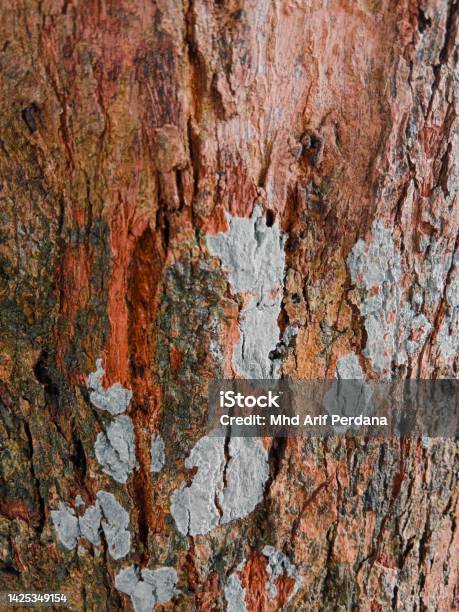 Embossed Bark Texture Of Old Tree Wood Pattern Detail Macro Photography Nature Panoramic Photo Of The Tree Texture Surface Abstract Background Use For Natural Texture Tree Background Stock Photo - Download Image Now