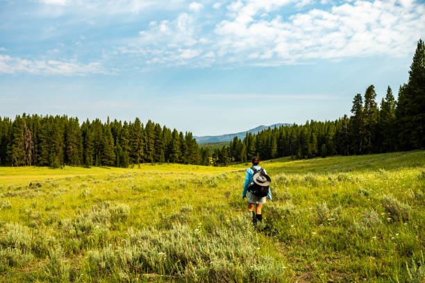 Woman Hikes through Yellowstone Wilderness Woman Hikes through Yellowstone Wilderness on the way to Wrangler Lake rolling field stock pictures, royalty-free photos & images