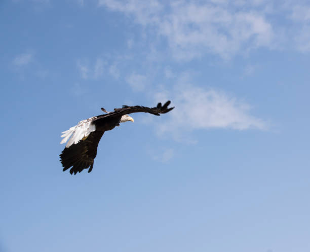A Rehinilitated Eagle Gaining Altitude after being Released stock photo