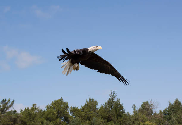 Rehabilitated Eagle takes Flight stock photo