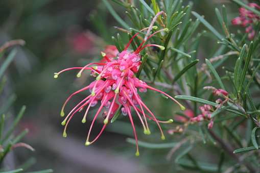 Pink grevillea flower on a plant in a garden