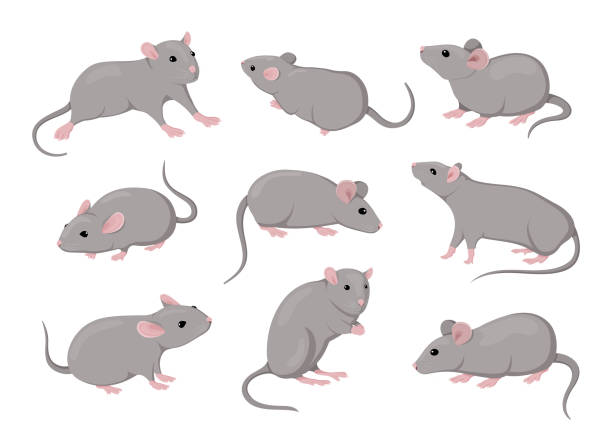 illustrations, cliparts, dessins animés et icônes de souris et rat, animaux souris isolés ensemble. personnages de rongeurs mignons dans différentes poses sur fond blanc, petits animaux domestiques, graphique simple. zodiaque vecteur dessin animé illustration plate - souris animal