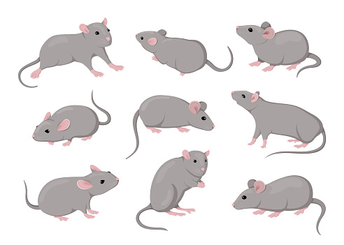Mouse and rat, isolated mice animals set. Cute rodent characters in different poses on white background, little house pets, simple graphic. Zodiac creature. Vector cartoon flat style illustration