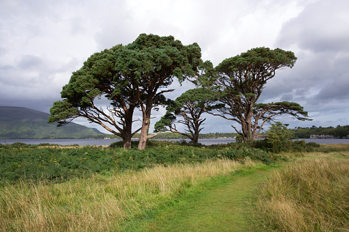 Dramatic landscape with trees at Muckross Lake in Killarney National Park Ireland