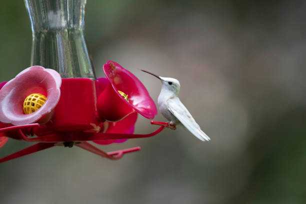 istock Leucistic ruby-throated hummingbird sitting at a bird feeder 1425355532