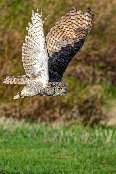istock Great Horned Owl in flight, BC, Canada 1425360482