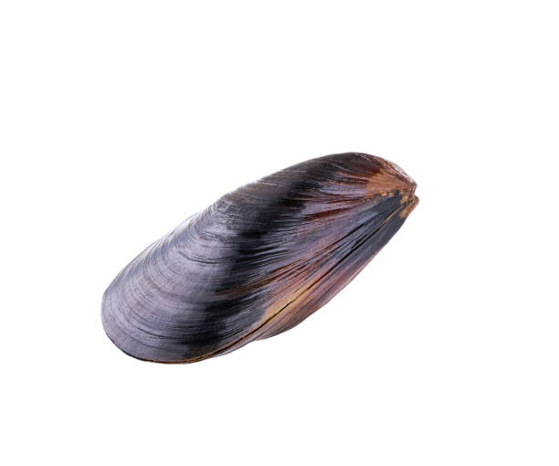 istock fresh live mussel isolated on white background. 1425361515