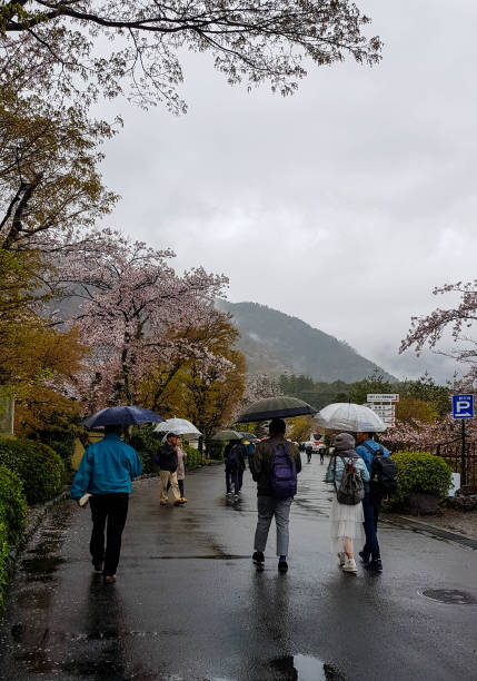 киото, япония, 8 апреля 2019 года. люди ходят, используя зонтики, потому что идет дождь. - street stall стоковые фото и изображения