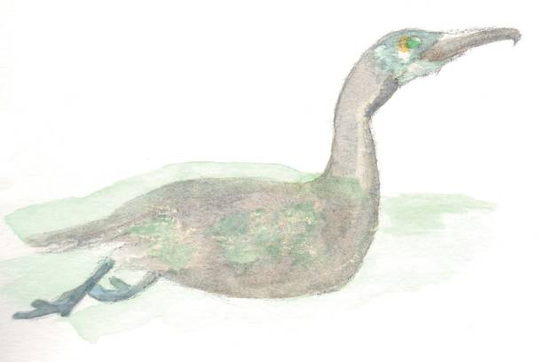 istock Illustration of sea cormorant 1425362523