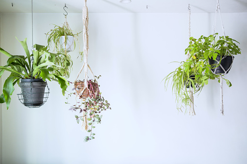 Indoors with green hanging planters of hanging plants