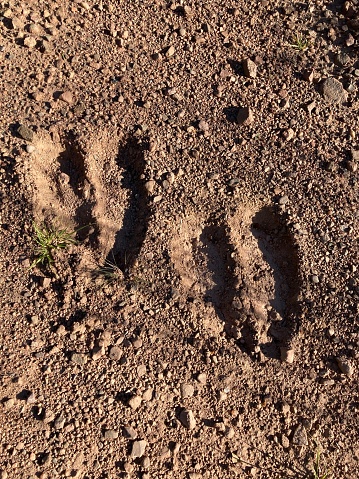 Large moose tracks in nature photography.