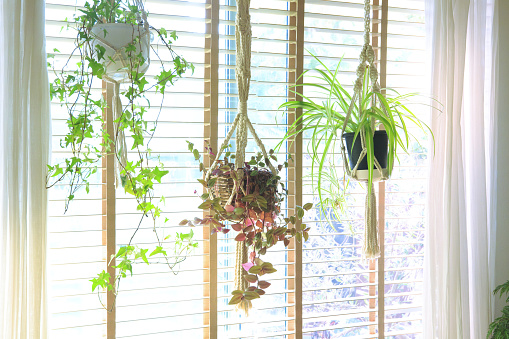 Indoors with green hanging planters of hanging plants