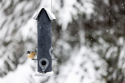 Bird on bird feeder during winter