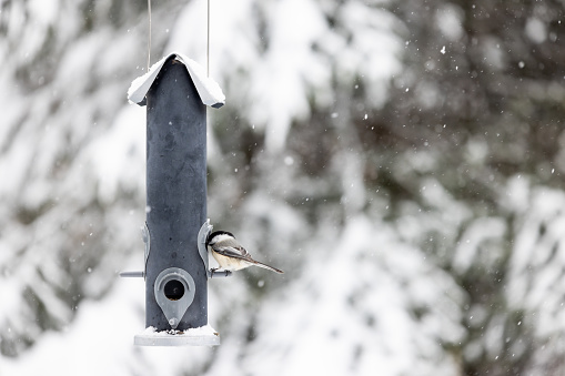 Bird on bird feeder during winter