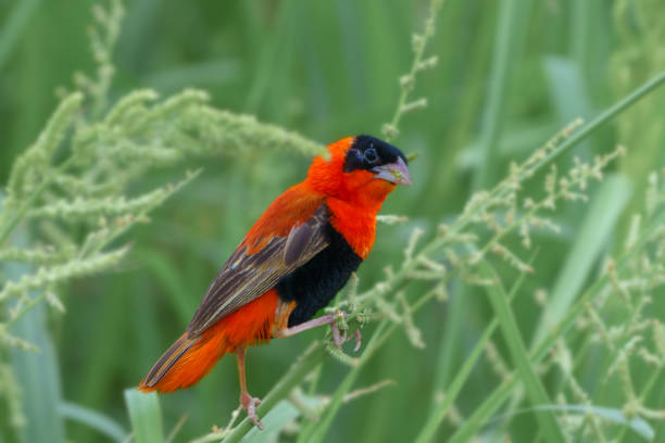 Breeding males are brightly coloured with red (occasionally orange) and black plumage. The forehead, face and throat are black and the rest of the head is red. The upperparts are red apart from the brown wings and tail. The upper breast and under tail-coverts are red while the lower breast and belly are black. The non-breeding male and female have streaky brown plumage, paler below. Females are smaller than the males.