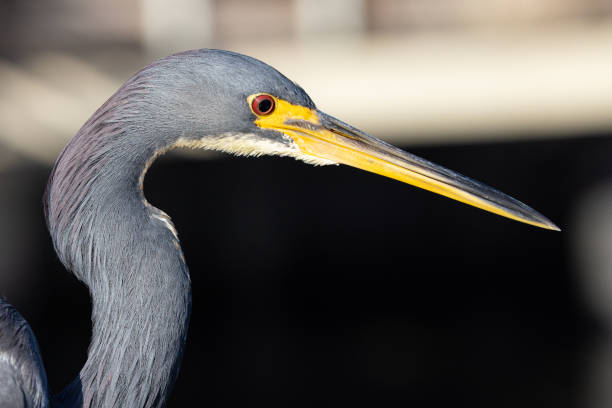 istock Little Blue Heron Portrait of Face 1425375122