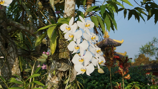 Orchids are flowers that can grow well in tropical environments like Indonesia. Orchids come in many colors and can be used as decorations both inside and outside the home.