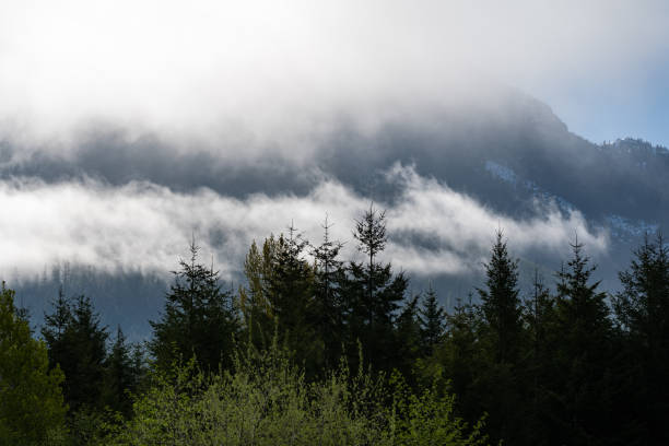 Fog and rain in the mountains on the way to Tofino BC.