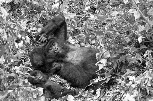8 photos of a family of mountain gorillas. Wild gorillas have dwindled in numbers due to political instability. Recently, it is reported that the number is increasing little by little. However, there is no change in the fact that they are still endangered rare animals.